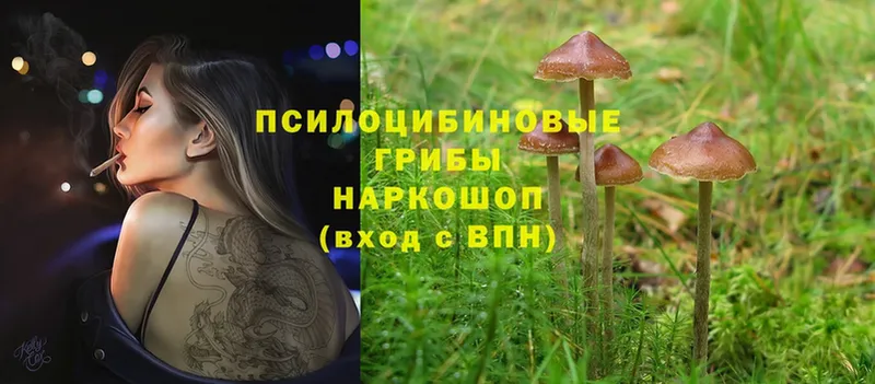 мега как зайти  Лыткарино  Галлюциногенные грибы Cubensis 